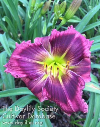 Daylily Forever Flossie